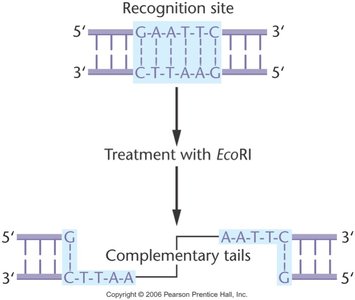 EcoRI recognition and cleavage site