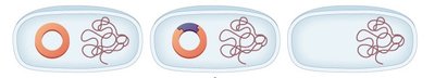 Blue/white screening for recombinant clones