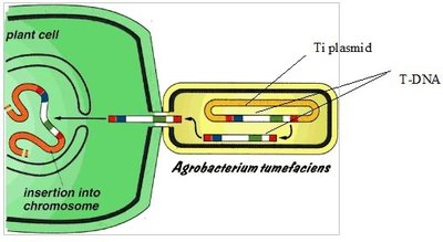 Ti plasmid and T-DNA transfer in plants