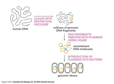 Genomic library construction