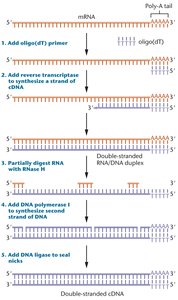 Steps in cDNA synthesis