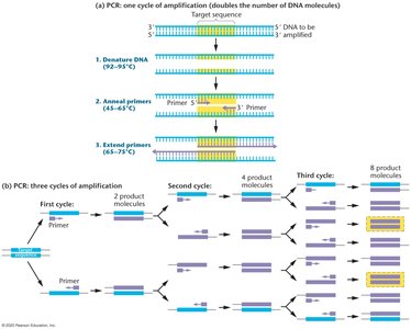 PCR cycle and amplification