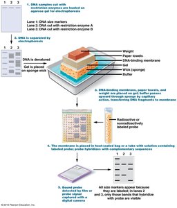 Southern blotting process
