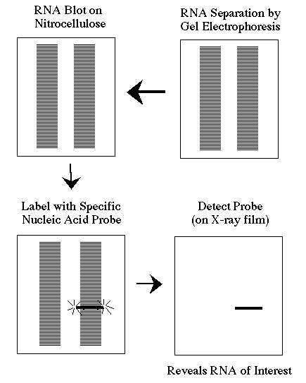 Comparison of Southern, Northern, and Western blots