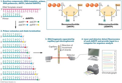 Sanger sequencing process