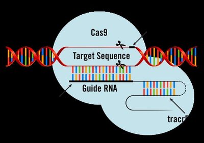 CRISPR-Cas9 mechanism and repair pathways
