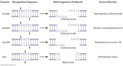 Table of restriction enzymes, recognition sequences, and fragment types