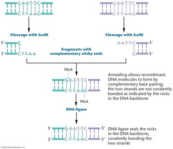 Ligation of DNA fragments with sticky ends