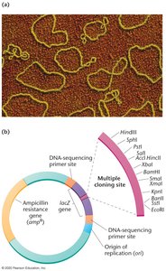 Plasmid structure and multiple cloning site