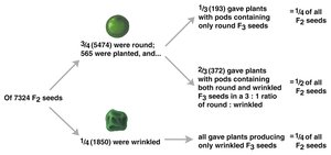 F3 generation ratios