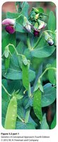 Garden pea plant