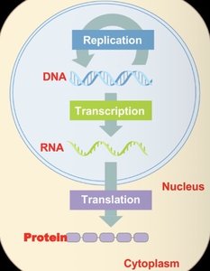 Central dogma: Replication, Transcription, Translation