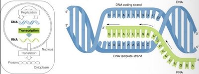 Transcription process: DNA to RNA