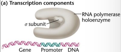 Transcription components: RNA polymerase, gene, promoter
