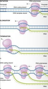 Transcription steps: initiation, elongation, termination