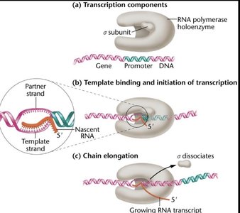 Transcription: binding, initiation, elongation