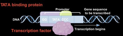 TATA binding protein and transcription factor