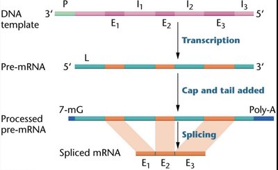 mRNA processing: capping, tailing, splicing