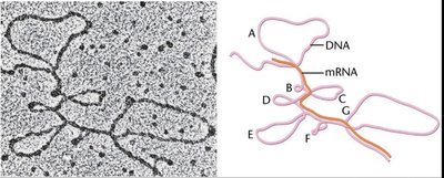 Ribosome structure: prokaryotes vs. eukaryotes