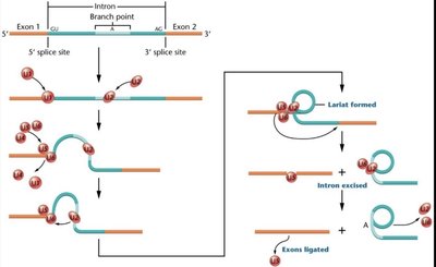 Splicing mechanism: intron removal, exon ligation