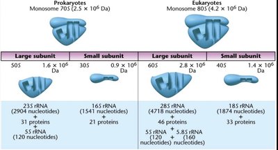 tRNA cloverleaf structure