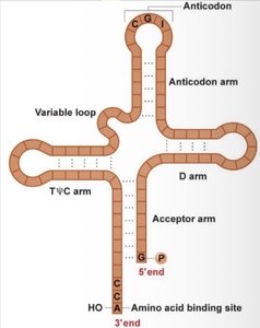 tRNA 3D structure