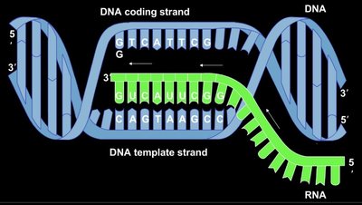 Transcription: DNA template and coding strands
