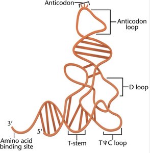 Translation components: ribosome, tRNA, initiation and elongation factors