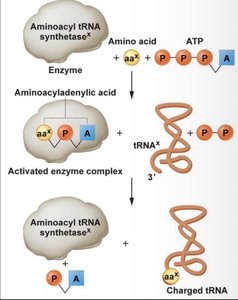 Aminoacyl-tRNA synthetase charging tRNA