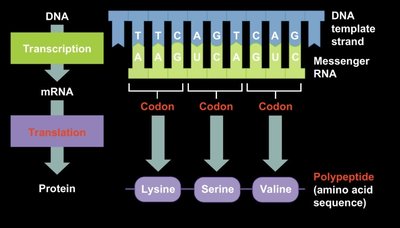 Translation initiation: mRNA and initiation factors