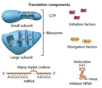 Initiator tRNA binds to start codon