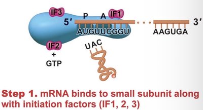 Large subunit joins, initiation complex complete