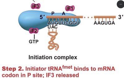 Elongation: tRNA entry into A site