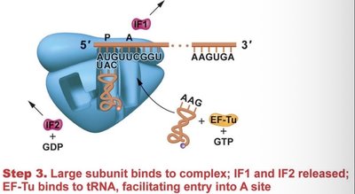 Peptide bond formation and translocation