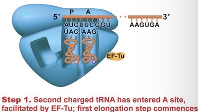 Translation: codons to amino acids