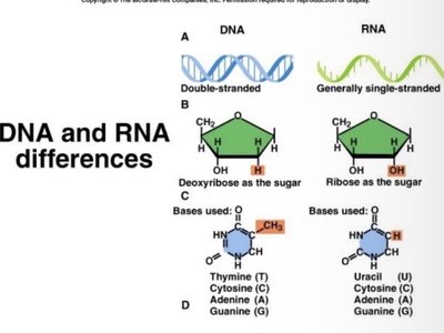 DNA and RNA differences
