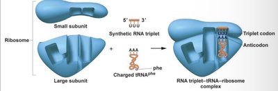 Ribosome, tRNA, and codon-anticodon interaction
