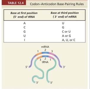 Codon-anticodon base pairing rules