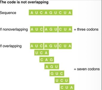 Non-overlapping genetic code