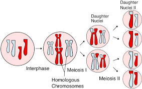 Meiosis and chromosome segregation