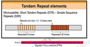 Microsatellite DNA structure