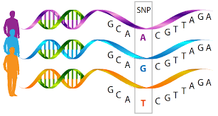 SNP variation among individuals