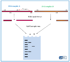 RFLP analysis using gel electrophoresis
