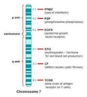 Chromosome 7 and cystic fibrosis gene location