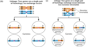 Linkage and crossing over between genes on the same chromosome