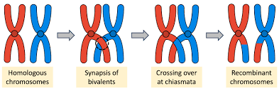 Crossing over at chiasmata produces recombinant chromosomes