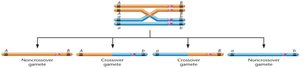 Single crossover produces recombinant and nonrecombinant gametes