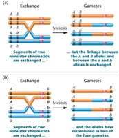 Single crossover and gamete diversity