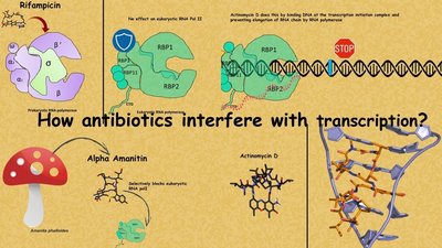 Binding of amino acids to tRNAs