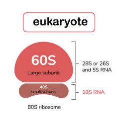 Eukaryotic ribosome structure